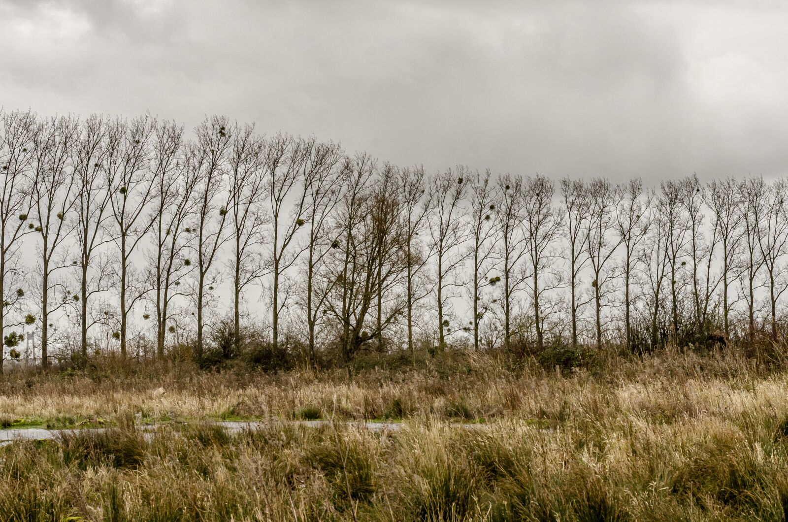 Nikon D7000 sample photo. Silhouette, tree, field photography