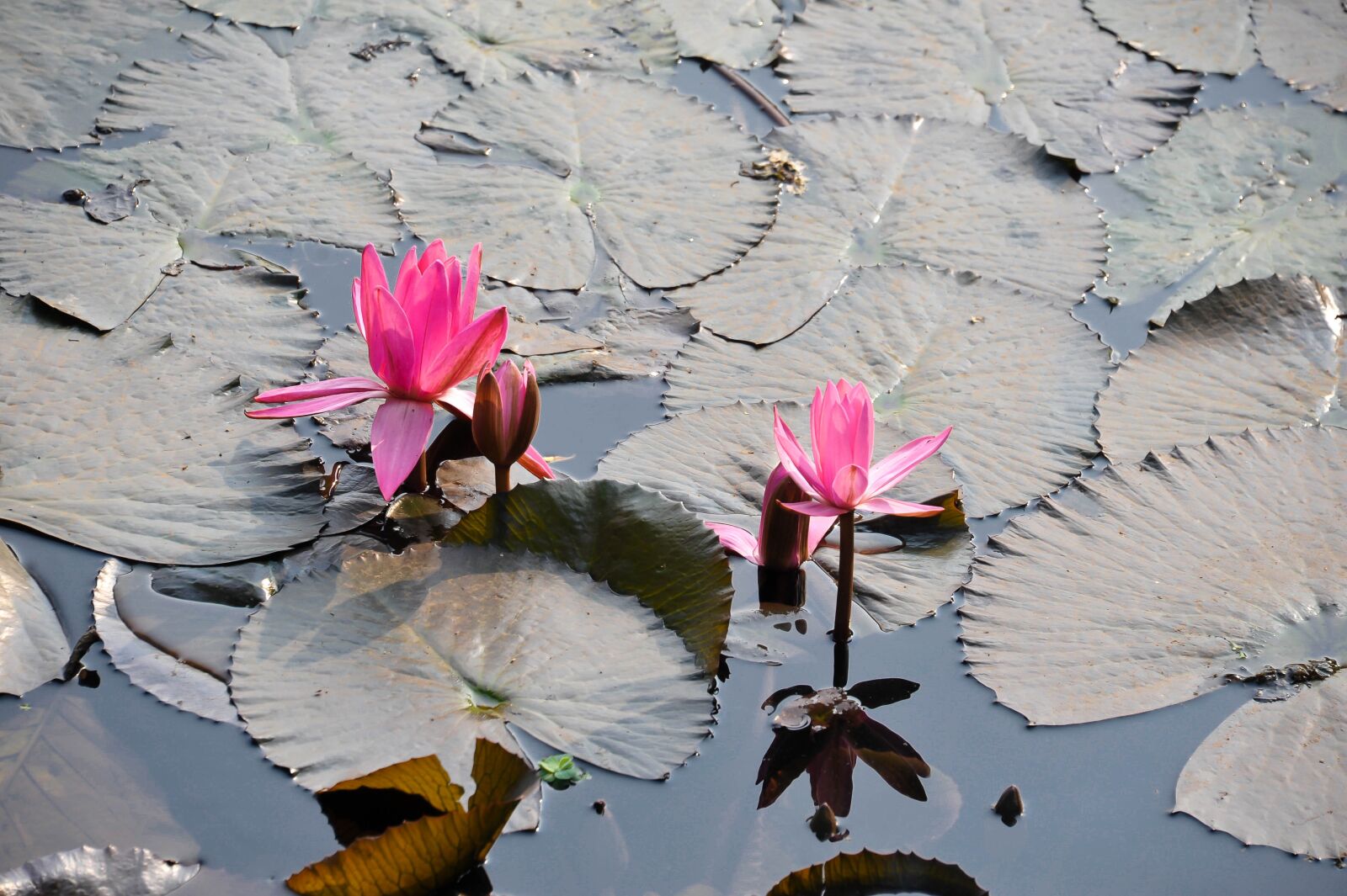 Nikon D700 sample photo. Water lily, nature, flower photography