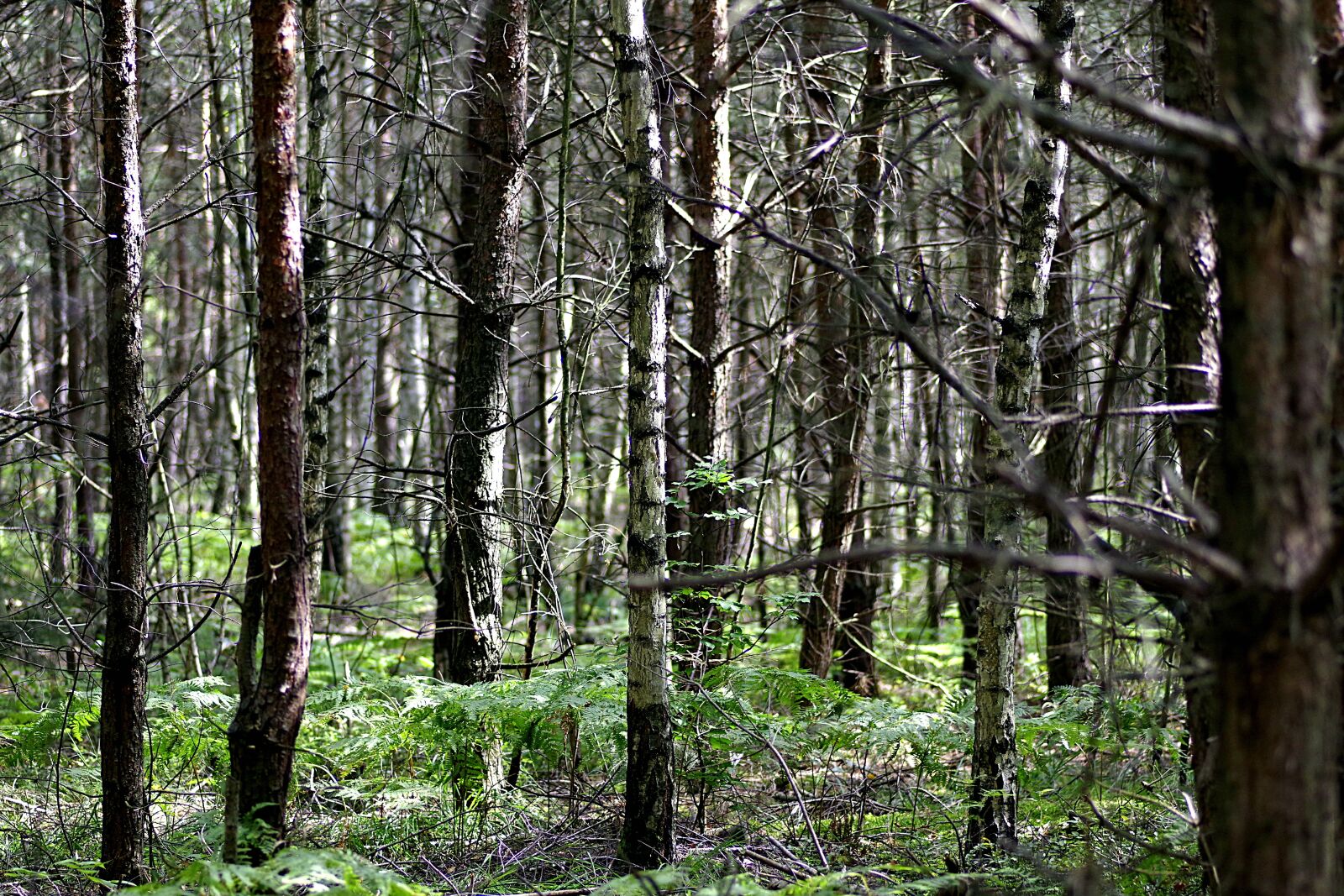Pentax K-S2 sample photo. Forest, tree, birch photography