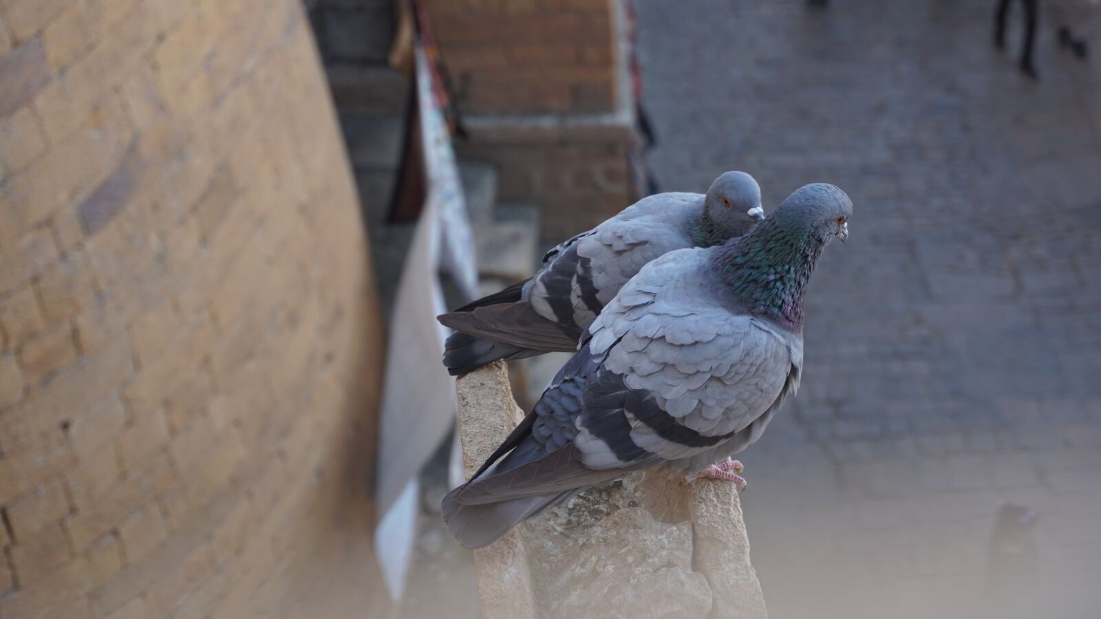 Sony a6300 sample photo. Pigeon, birds, monument photography