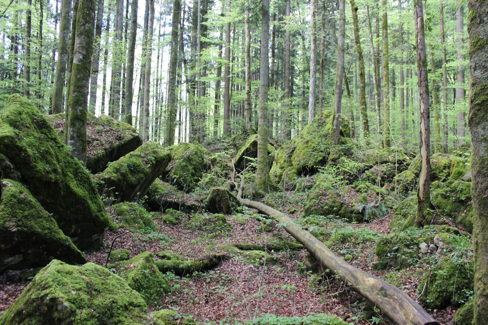 Canon EOS 1200D (EOS Rebel T5 / EOS Kiss X70 / EOS Hi) sample photo. Forest, green, nature photography