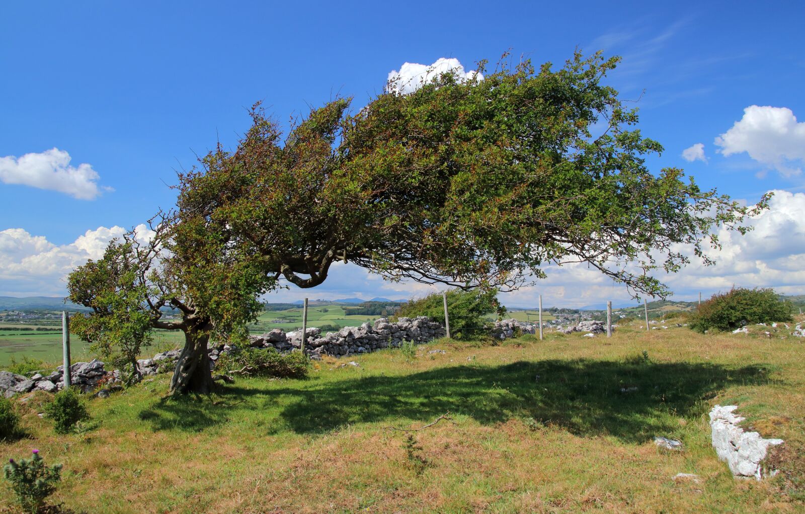 Canon EOS 80D sample photo. Humphrey head, cumbria, tree photography