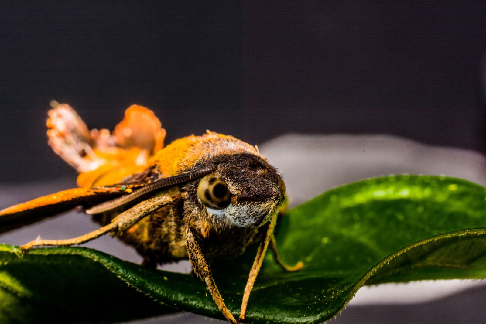 Nikon D5200 sample photo. Moth, butterfly, insect photography