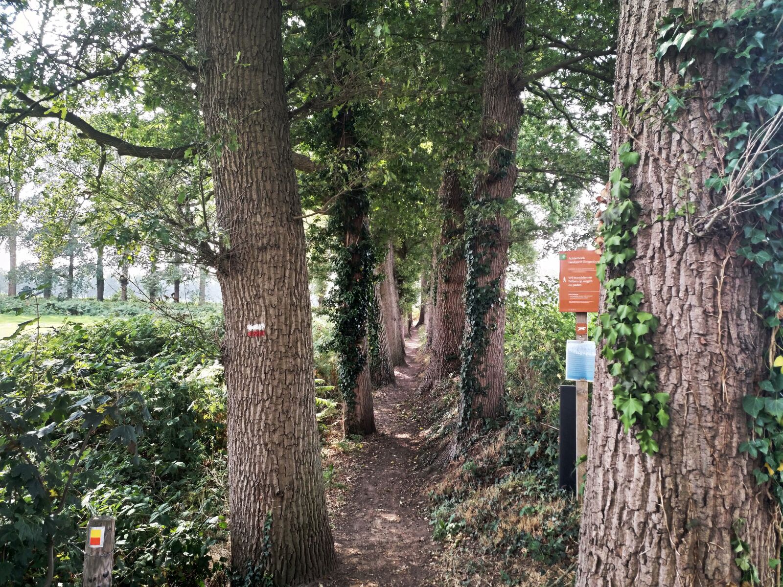 HMD Global Nokia 8 sample photo. Netherlands, nature, forest photography