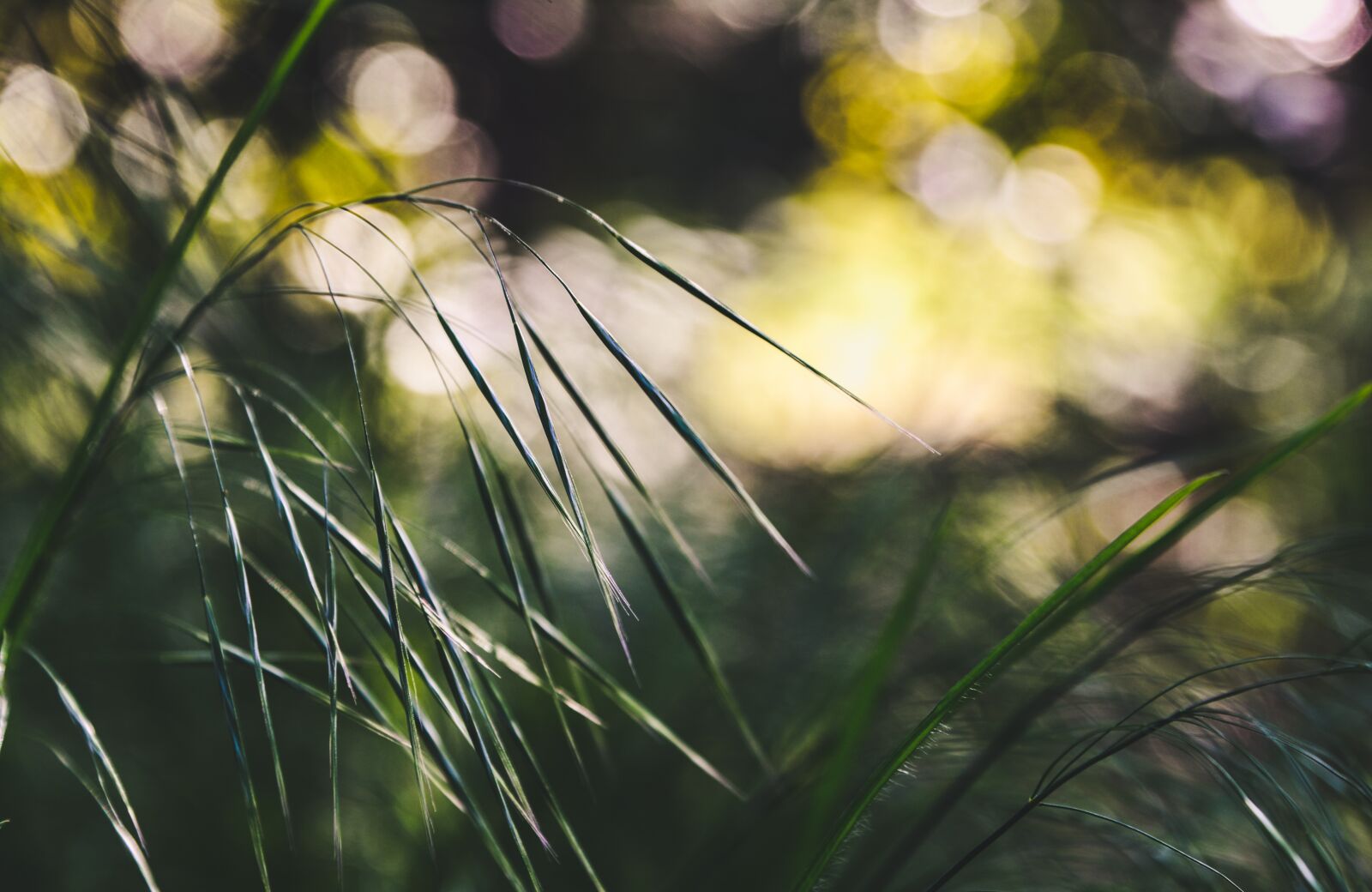 Nikon D610 sample photo. Grass, halme, background photography
