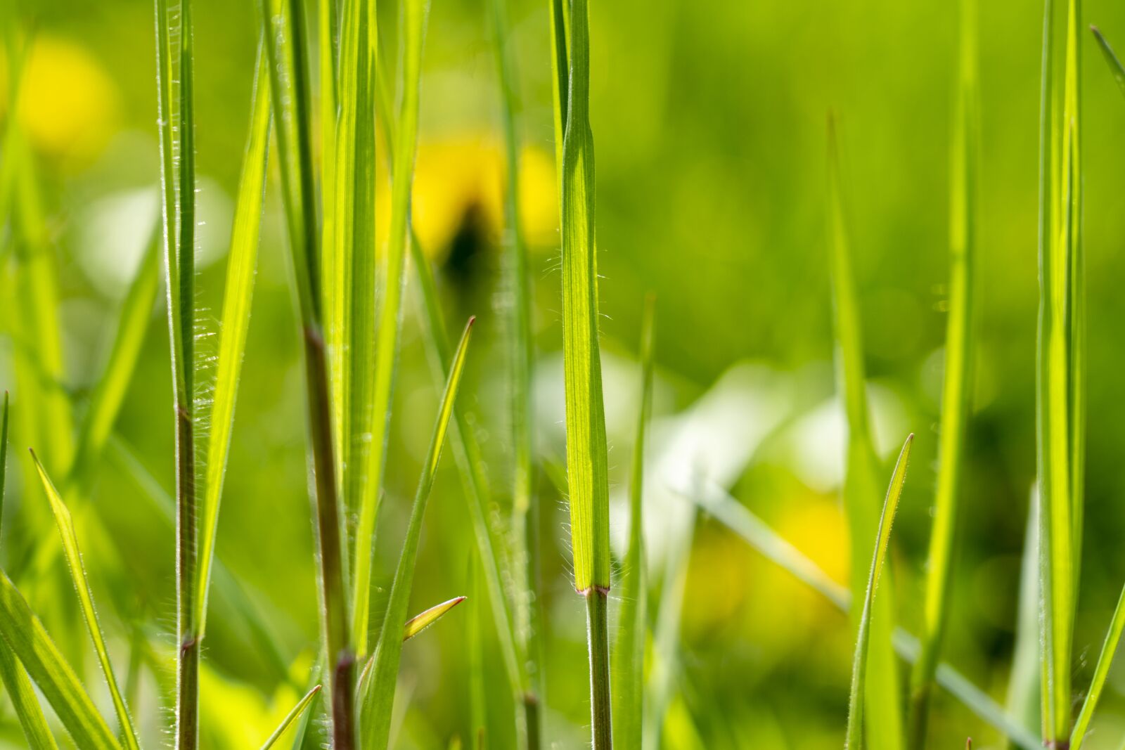Sony a7 III sample photo. Grass, meadow, nature photography