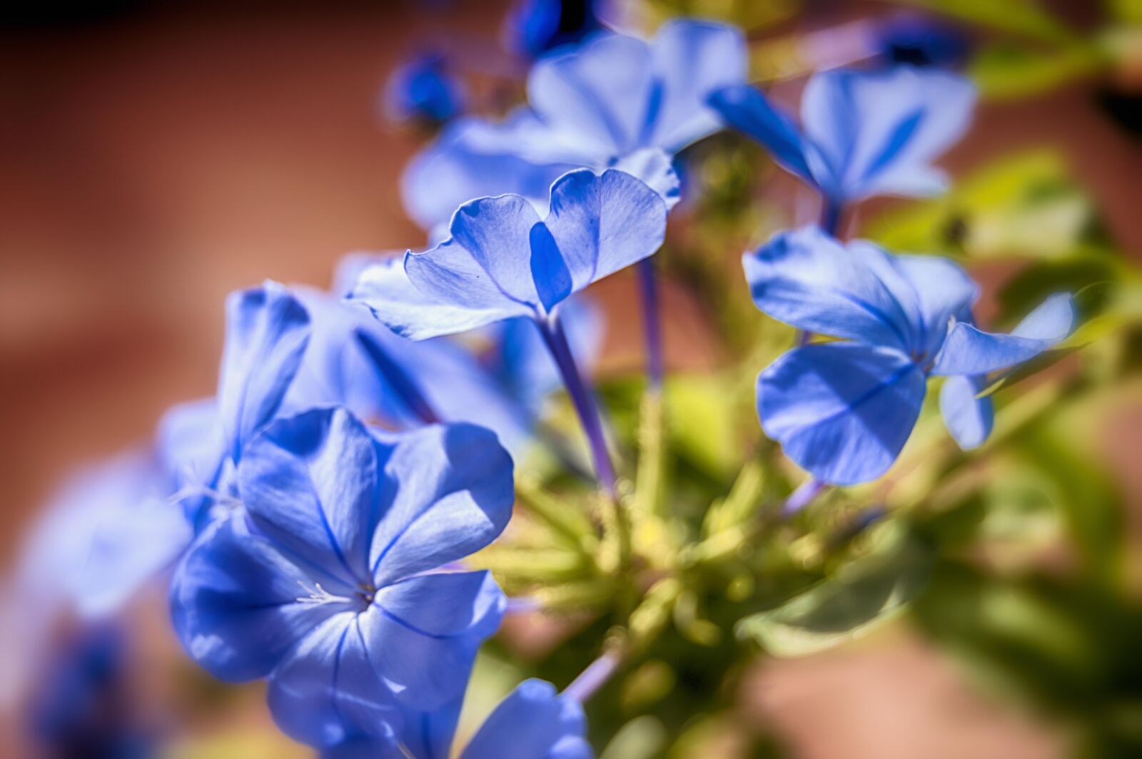 Nikon D3200 sample photo. Jasmine blue, blue flowers photography