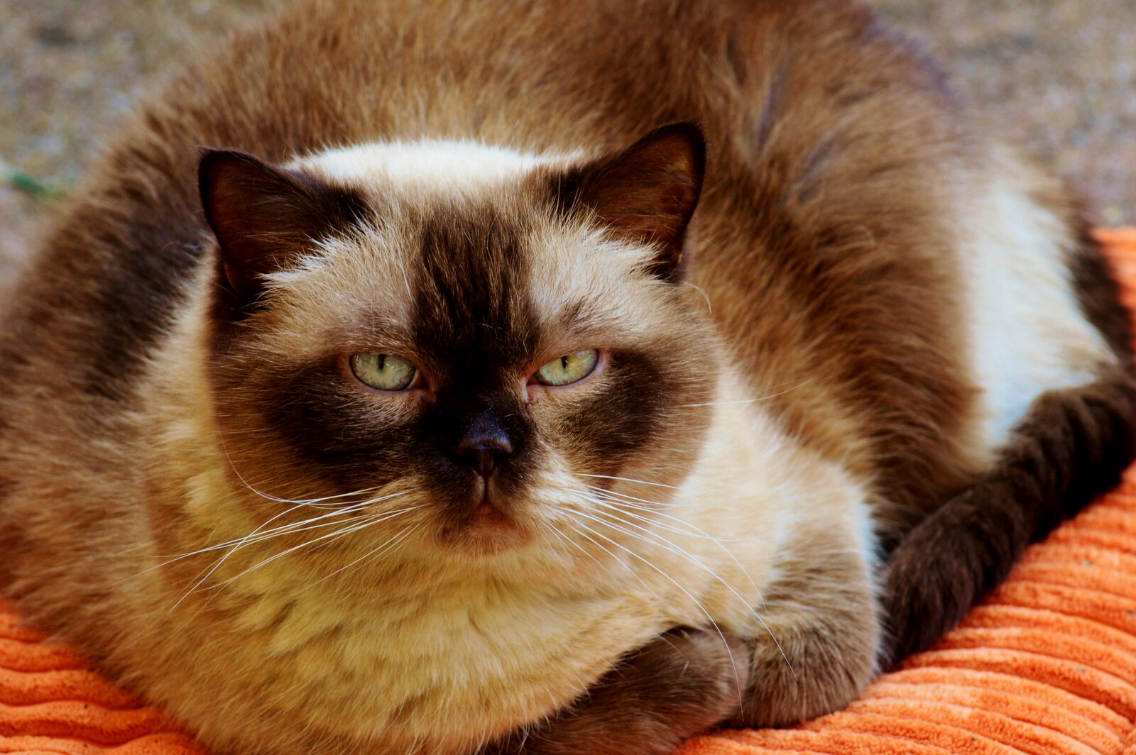 Nikon D3200 sample photo. Cat, british shorthair, mieze photography