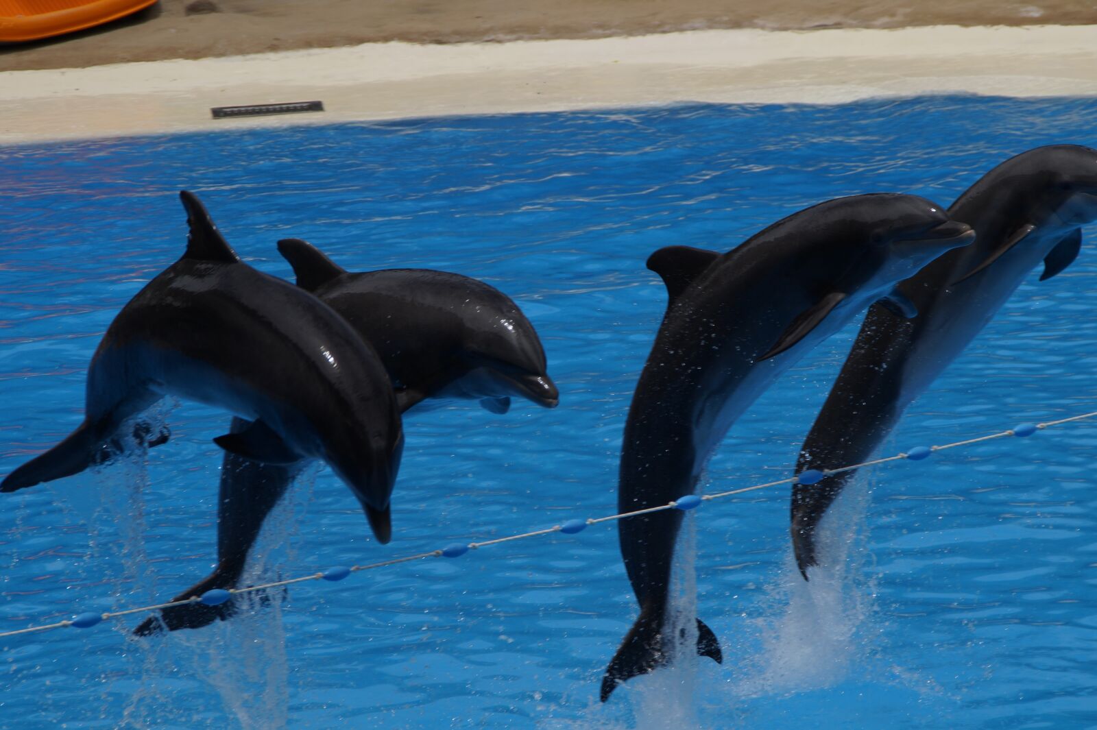 Sony SLT-A58 sample photo. Dolphins, swim, dolphin photography