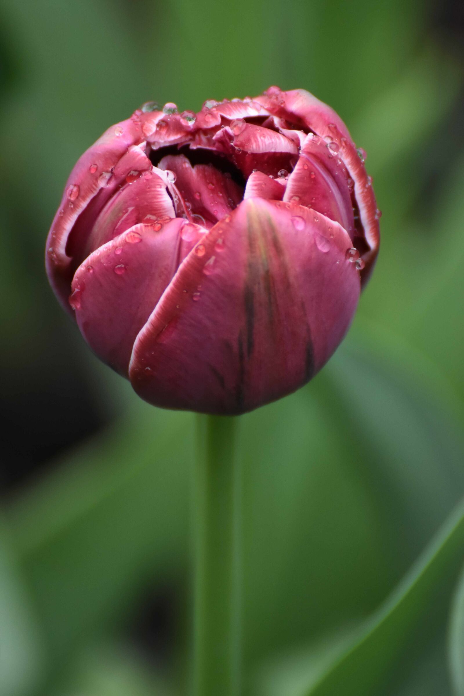 Nikon D7200 sample photo. Flower, red, green photography