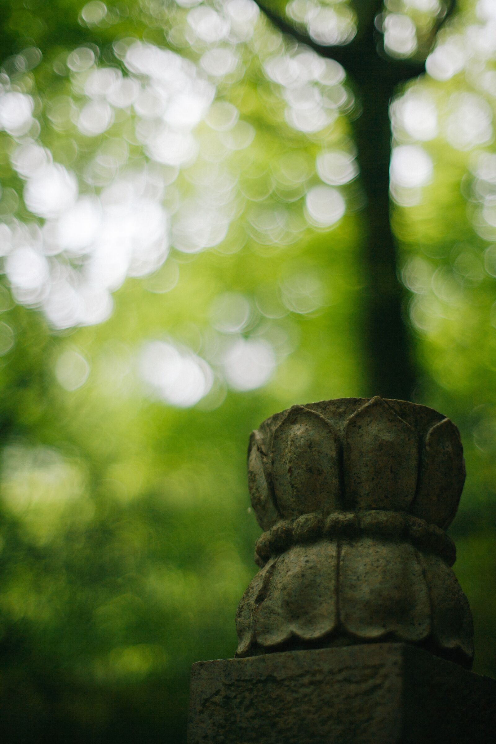 Canon EOS-1Ds Mark II sample photo. Lotus, forest, stone carving photography