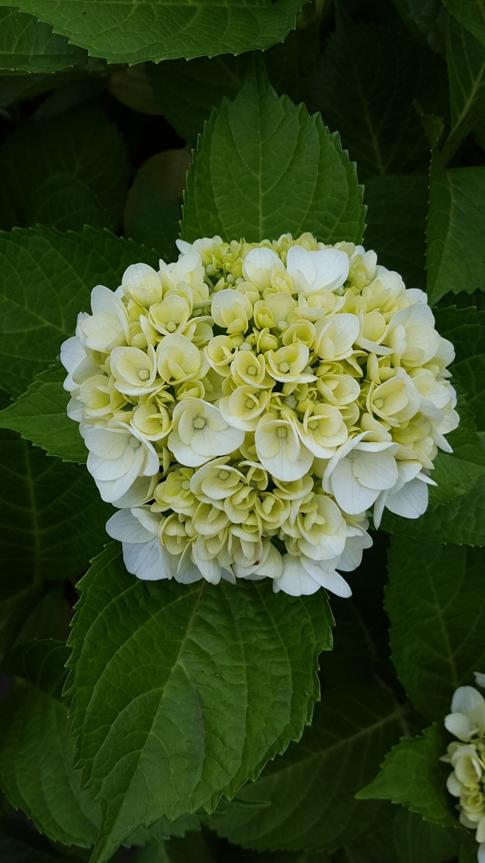 Samsung Galaxy S6 sample photo. Flowers, hydrangea, natural photography