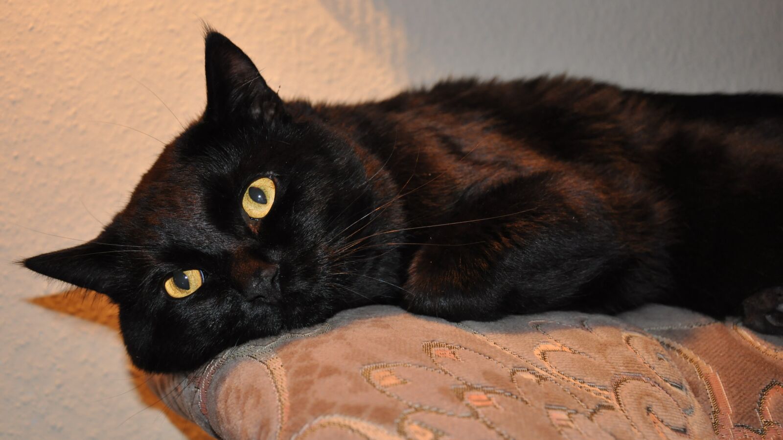 Nikon D90 sample photo. Black puss, hunt made photography