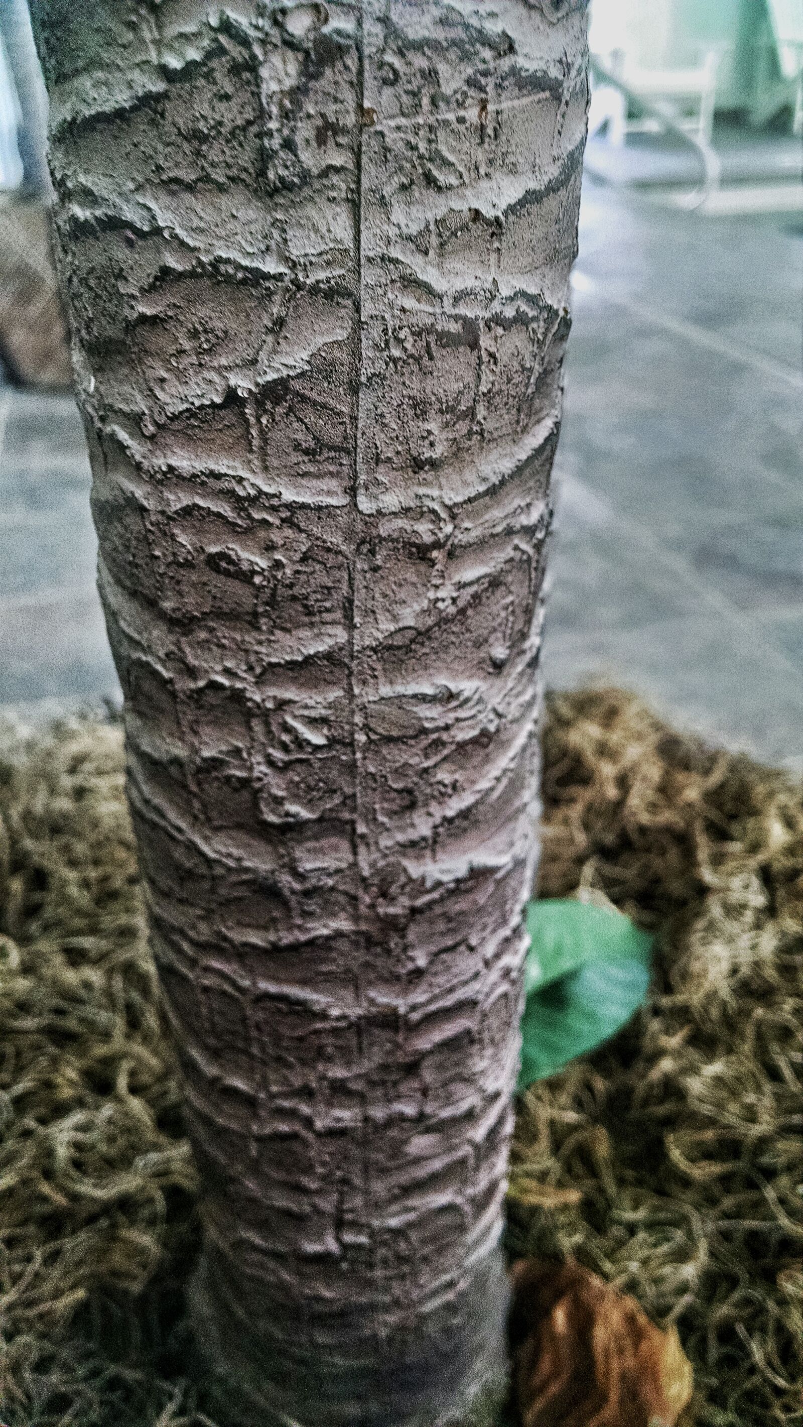 Motorola Moto X (1st Gen) sample photo. Fake, seam, surreal, tree photography