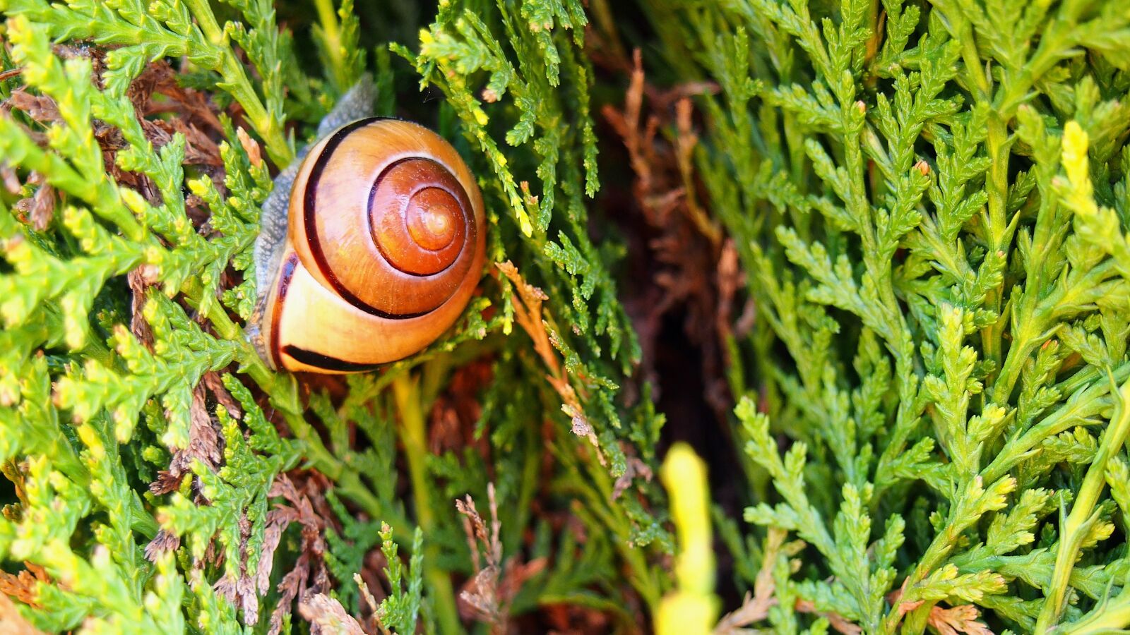 Olympus PEN E-PL6 sample photo. Snail, nature, crawl photography