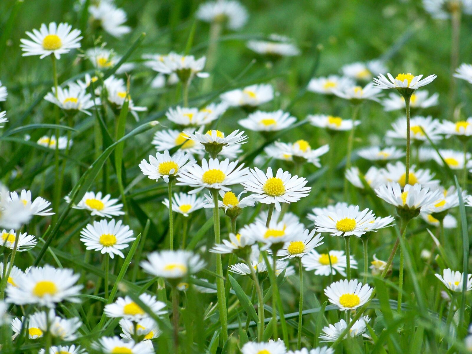Kodak EASYSHARE Z1012 IS DIGITAL CAMERA sample photo. Meadow, grass, nature photography