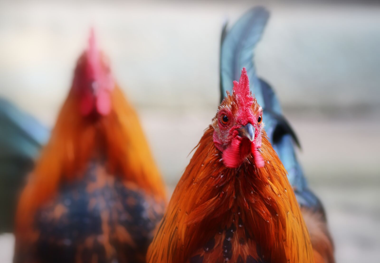 Tamron SP 90mm F2.8 Di VC USD 1:1 Macro sample photo. Hahn, poultry, bird photography