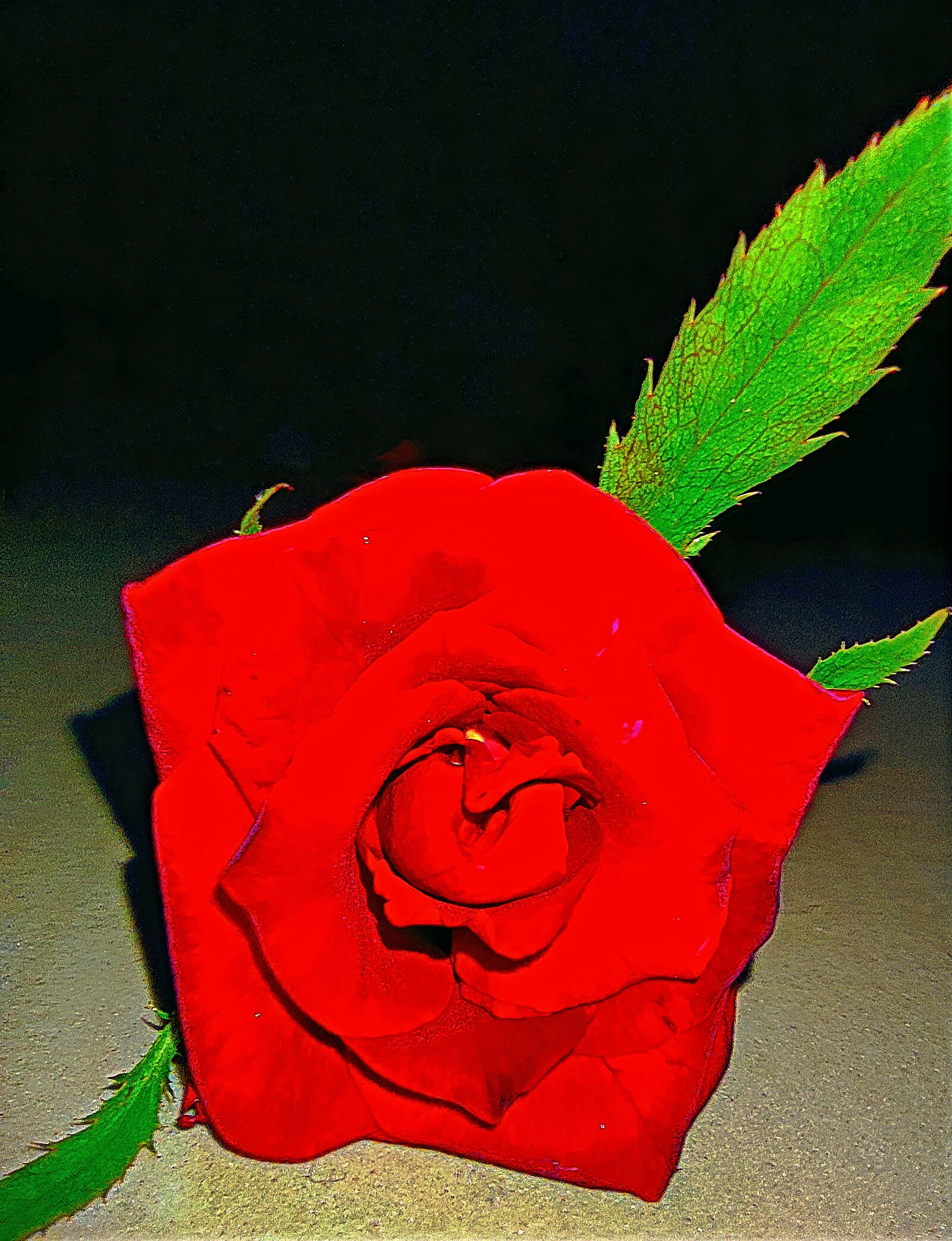 Xiaomi Redmi Note 9 Pro sample photo. Rose flower, love, love photography
