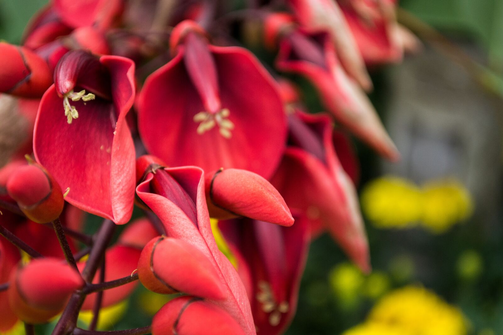 Nikon D3100 sample photo. Red, flower, outside photography
