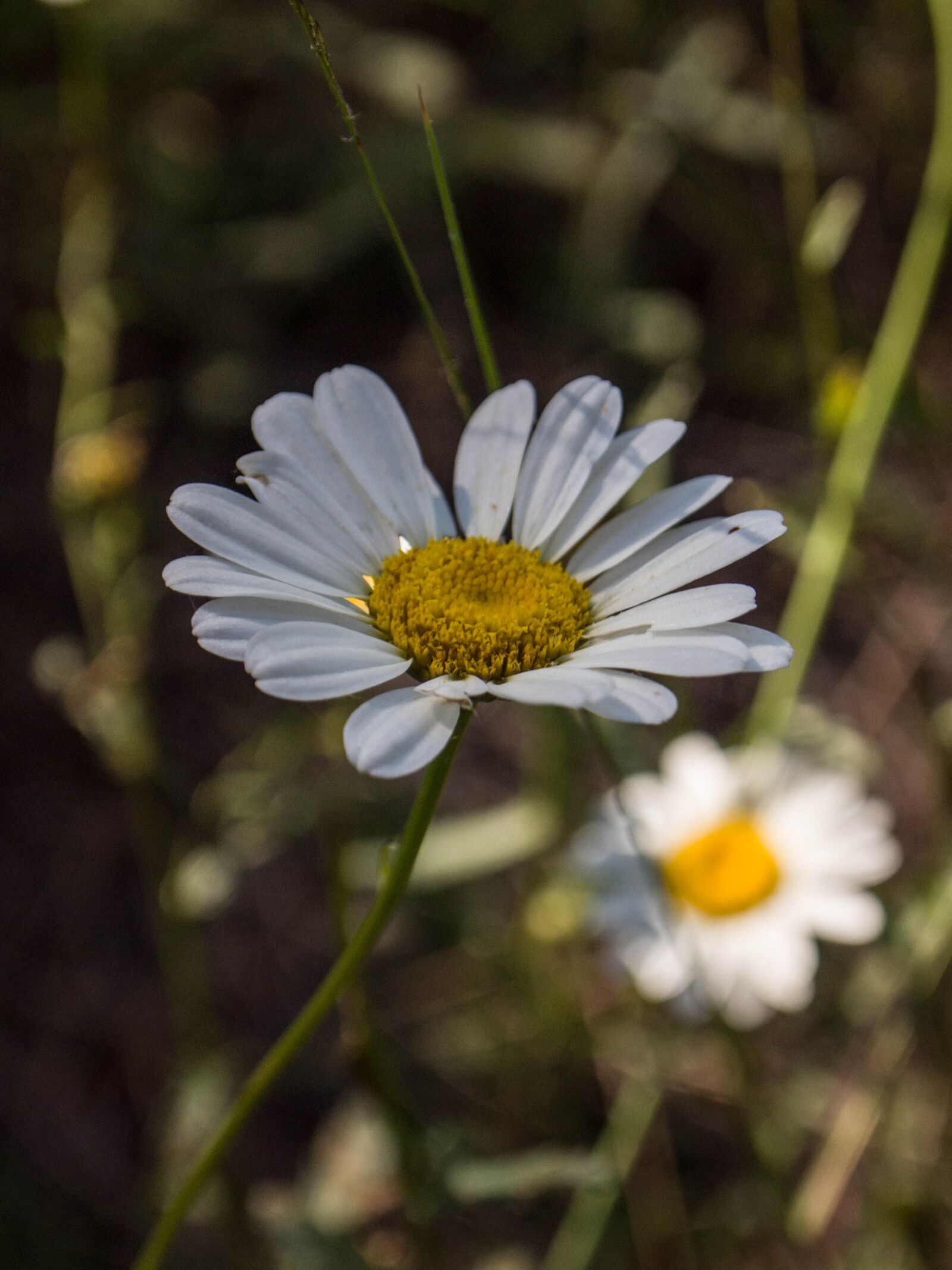 Olympus PEN E-PL1 sample photo. Daisy, flowers, white photography