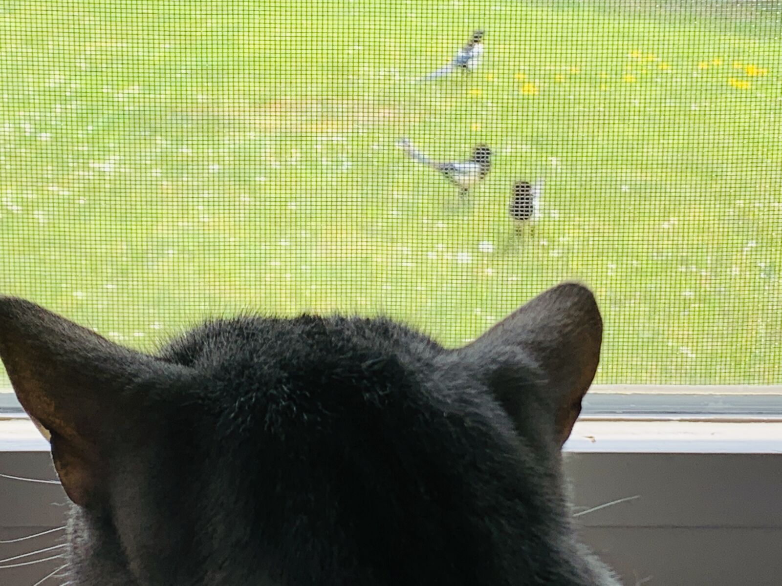 Apple iPhone XR sample photo. Cat, bird, window photography