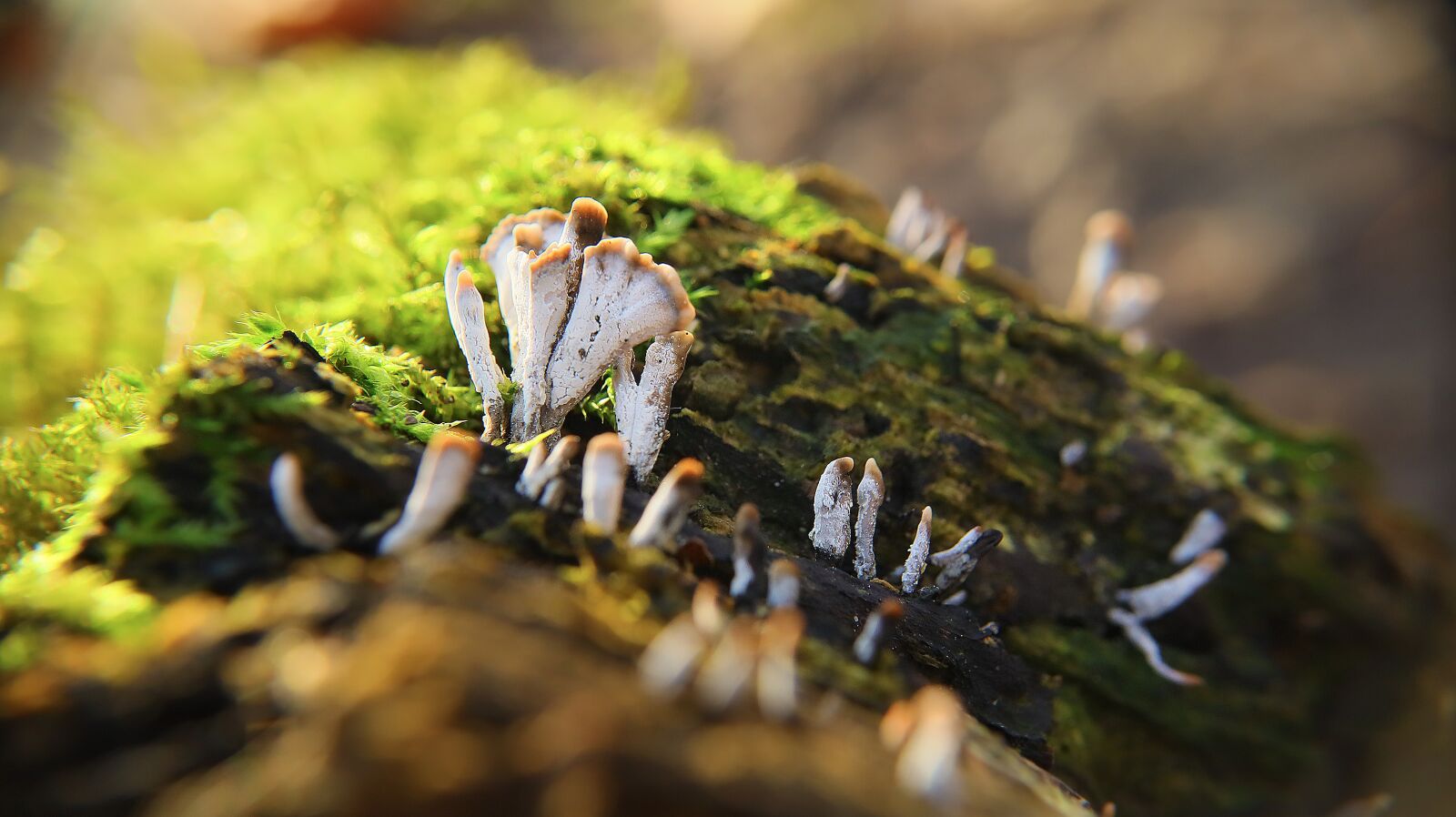 Canon EF-M 15-45mm F3.5-6.3 IS STM sample photo. Mushroom, autumn, leaves photography