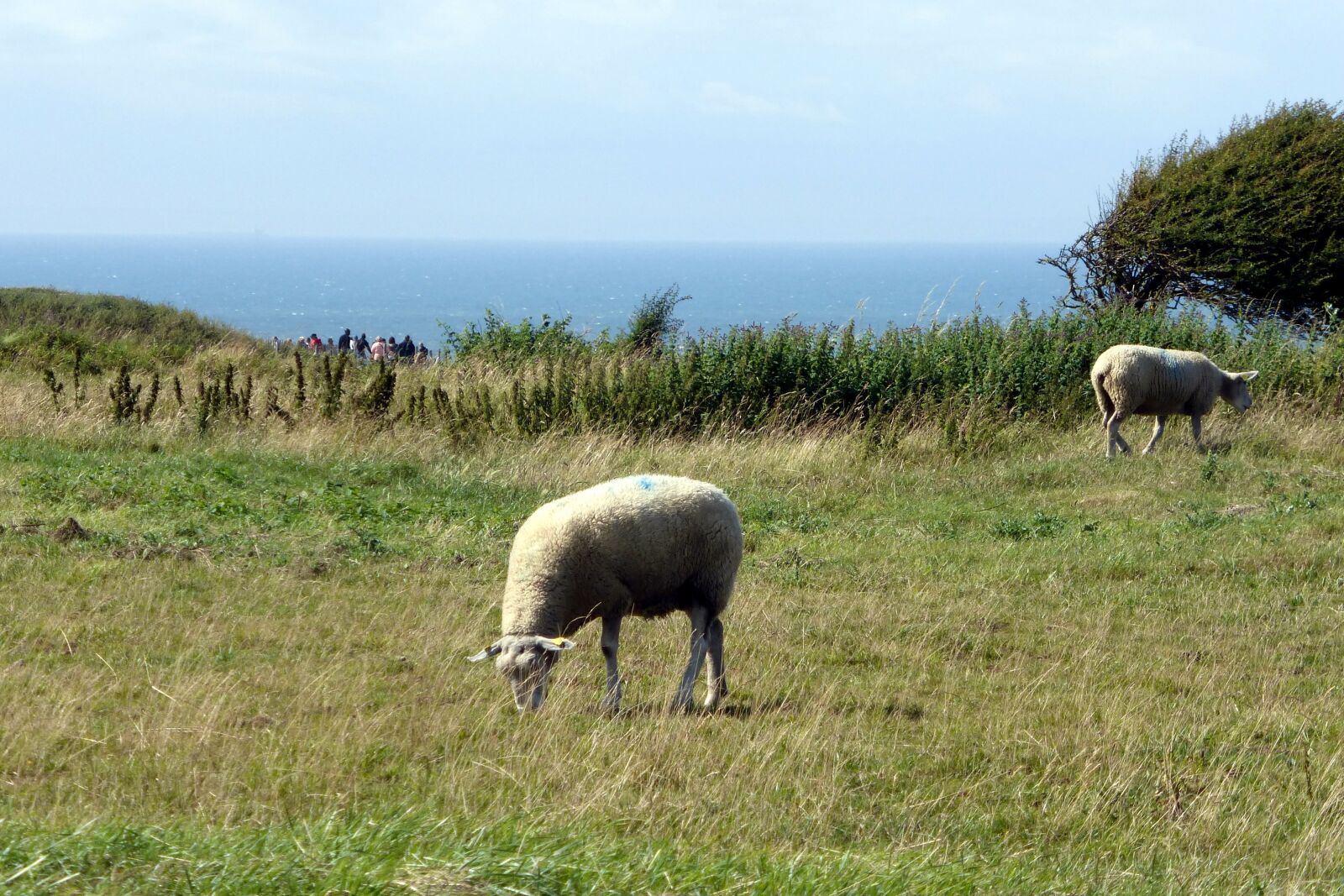 Panasonic Lumix DMC-ZS25 (Lumix DMC-TZ35) sample photo. Sheep, sea, landscape photography