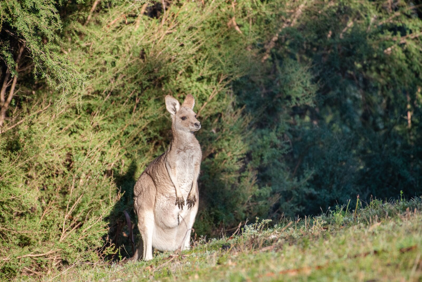 Nikon D850 sample photo. Eastern grey kangaroo, australian photography