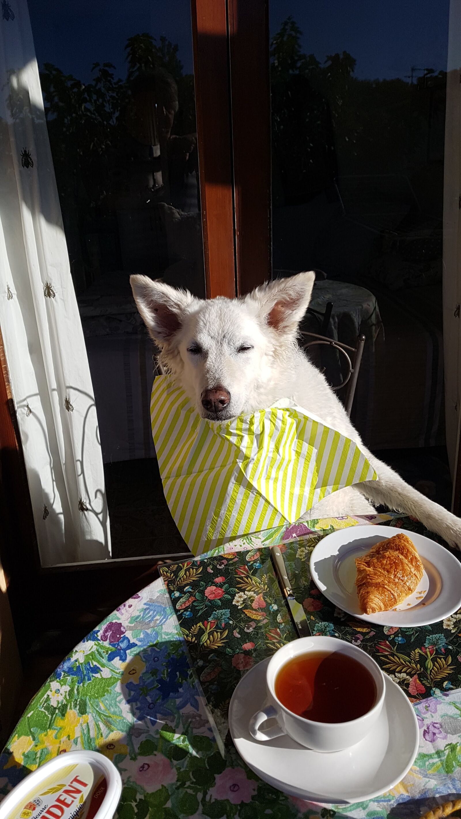 Samsung Galaxy S7 sample photo. Dog, white dog, breakfast photography