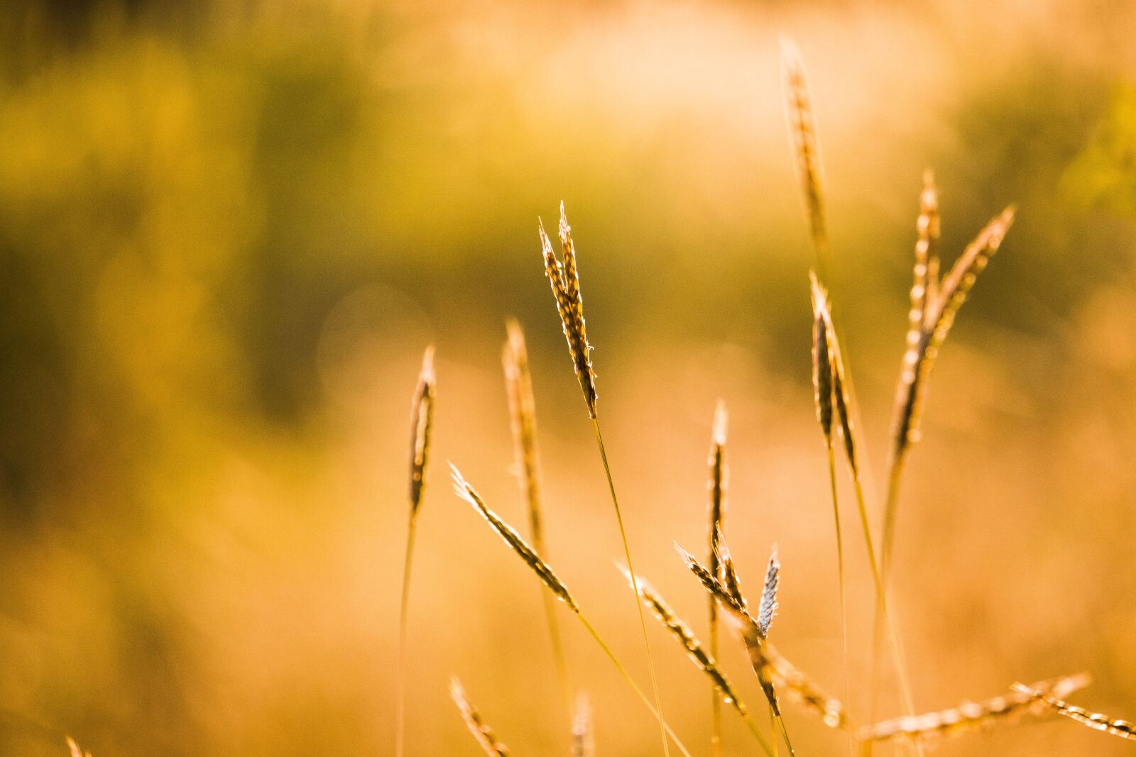 Sony E 55-210mm F4.5-6.3 OSS sample photo. Morning, grass, nature photography