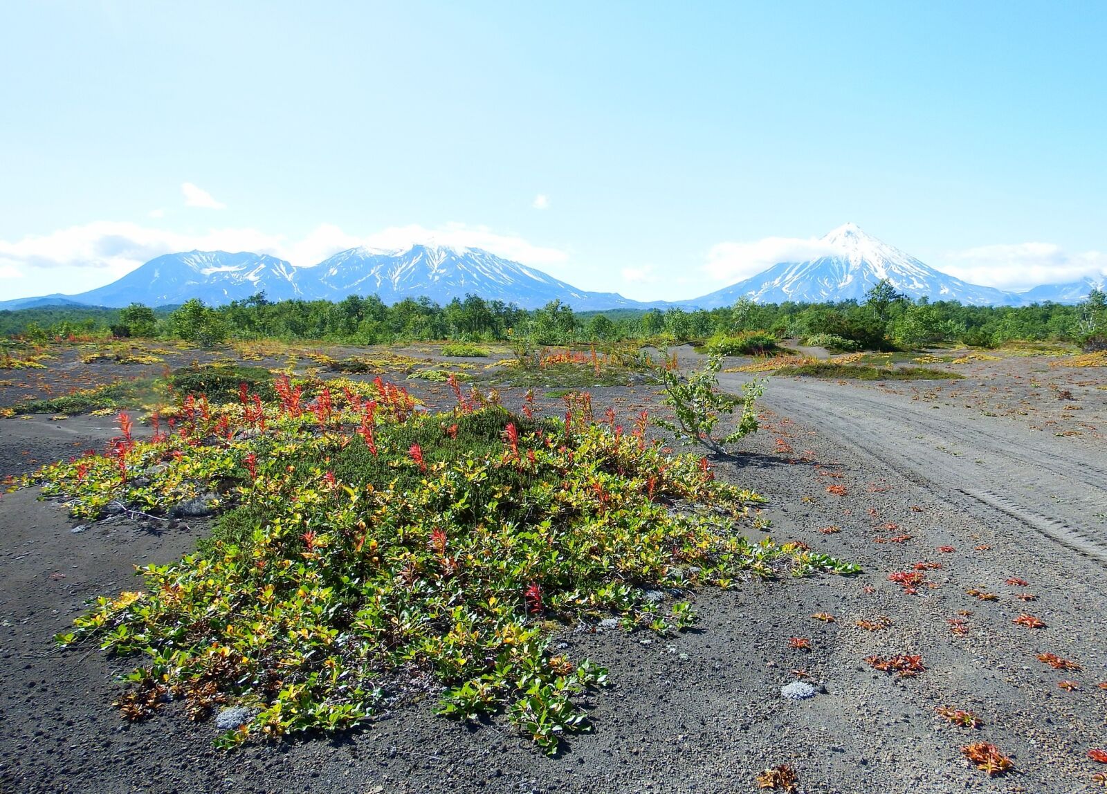 Fujifilm FinePix S1 sample photo. Volcano, forest, autumn photography
