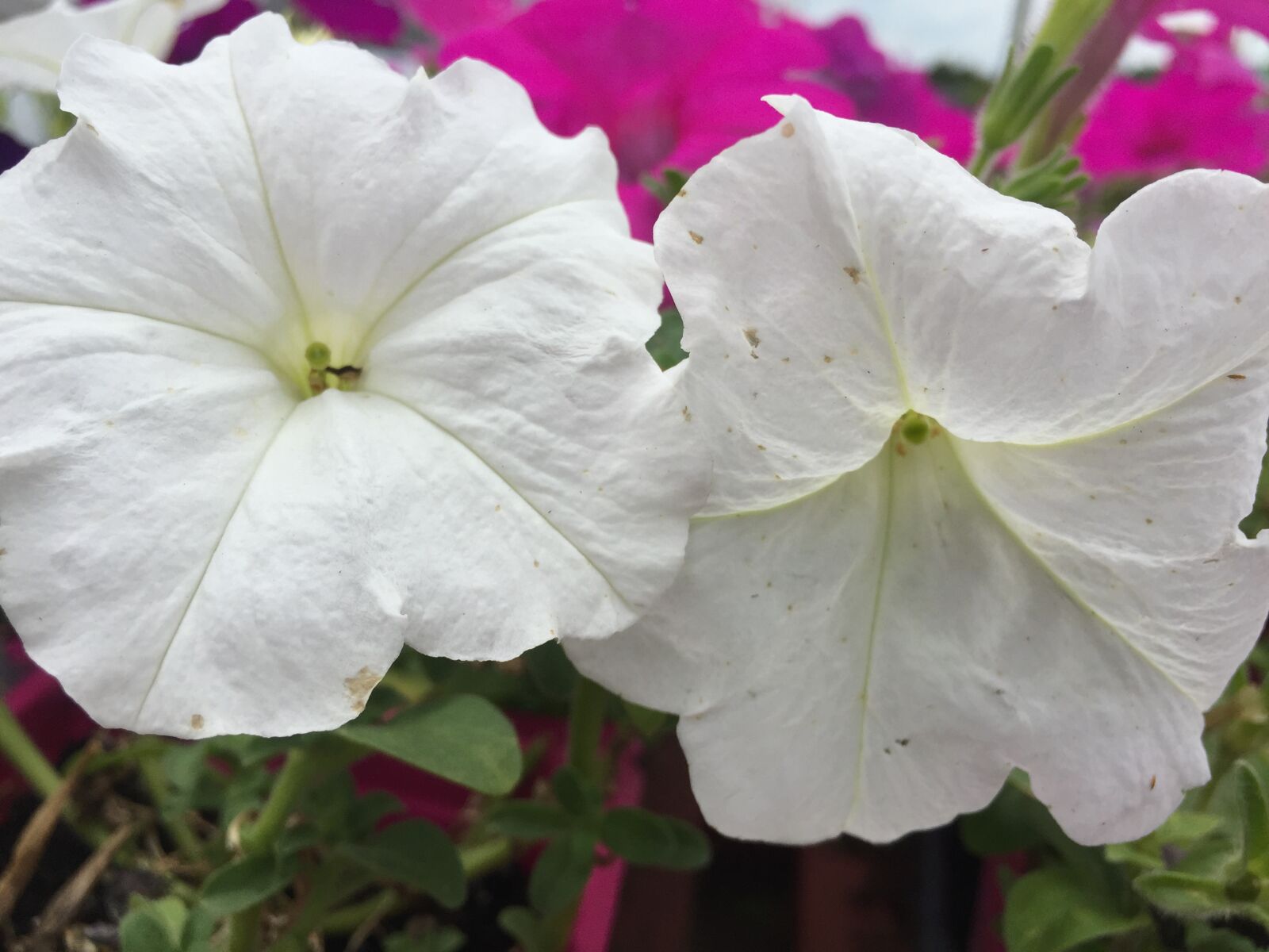 iPhone 6 back camera 4.15mm f/2.2 sample photo