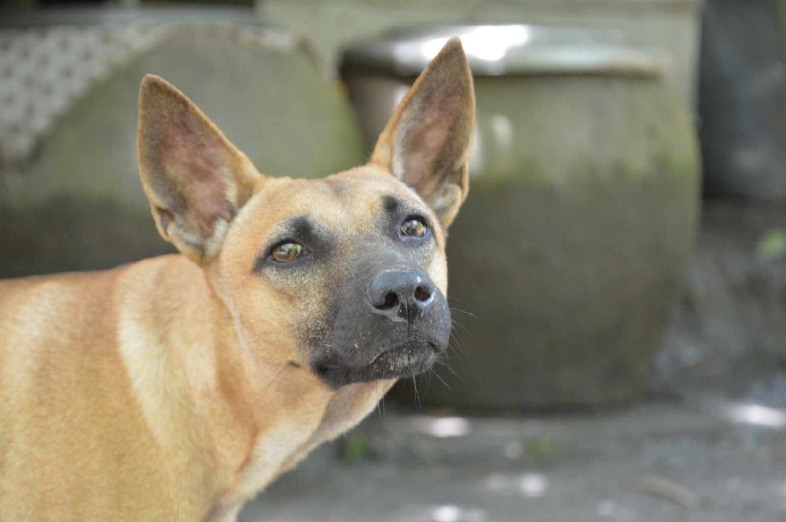 Nikon D3200 sample photo. Pet, my friend, animal photography