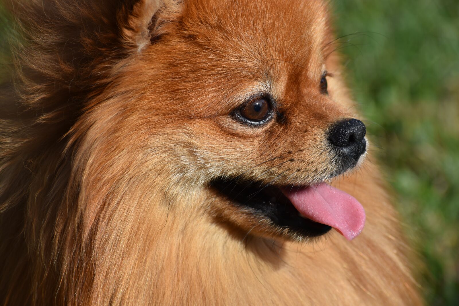 Nikon D3400 sample photo. Spitz, pomeranian, portrait photography