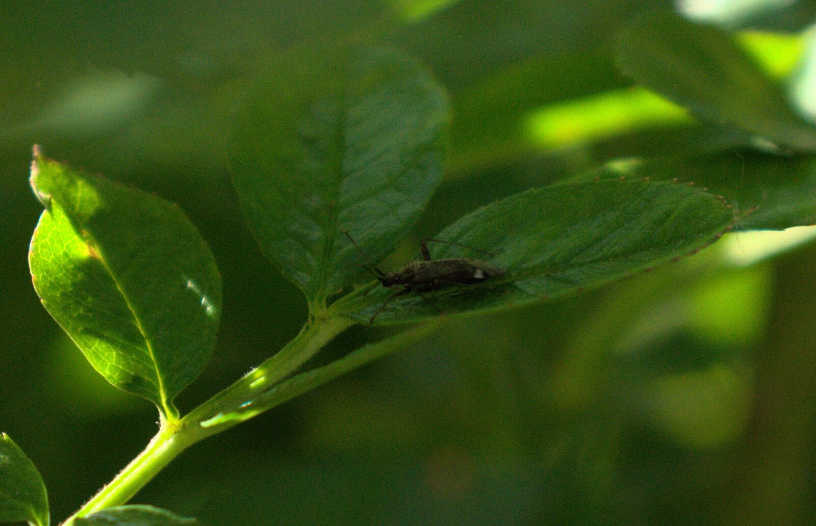 Nikon D3400 sample photo. Insect, garden, nature photography