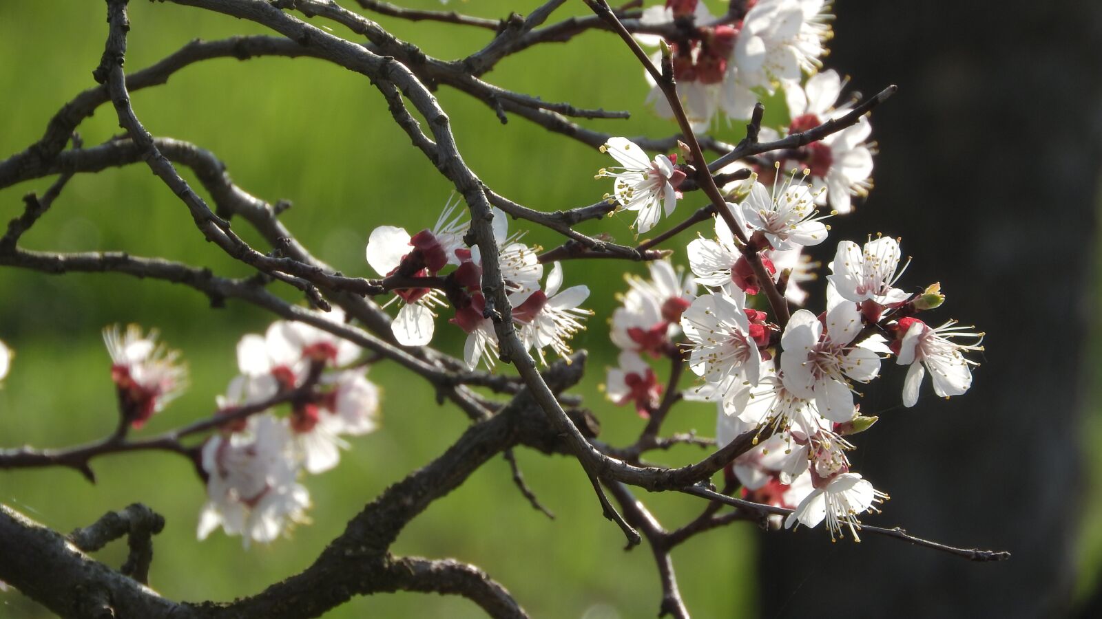 Nikon Coolpix P610 sample photo. Spring flowers, white flowers photography