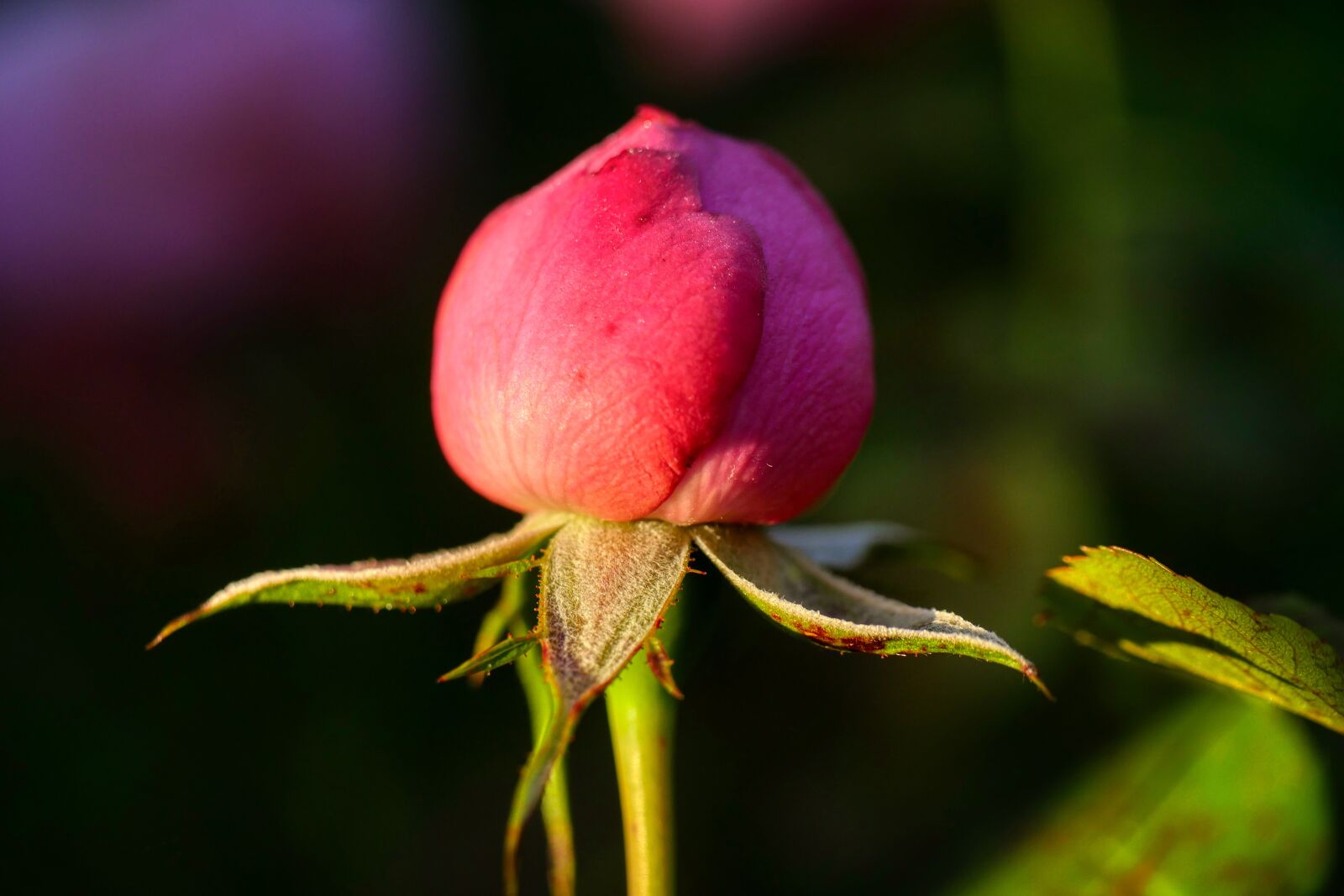 Panasonic Lumix DMC-GX8 sample photo. Bud, rose, nature photography