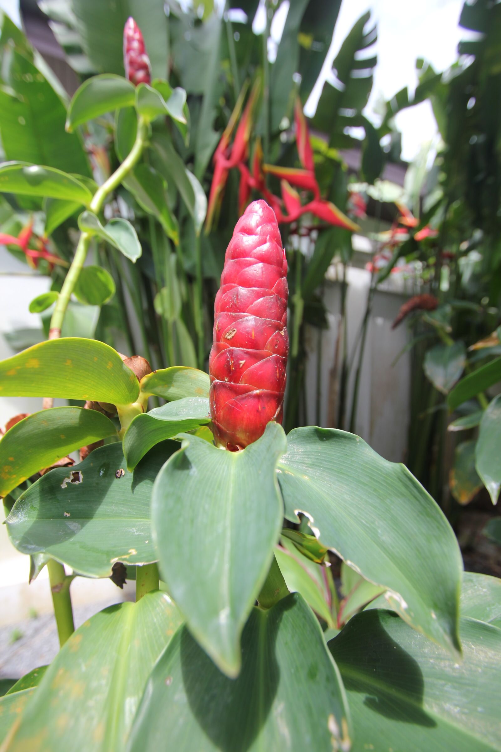Canon EOS 550D (EOS Rebel T2i / EOS Kiss X4) sample photo. Flower, phuket, thailand photography
