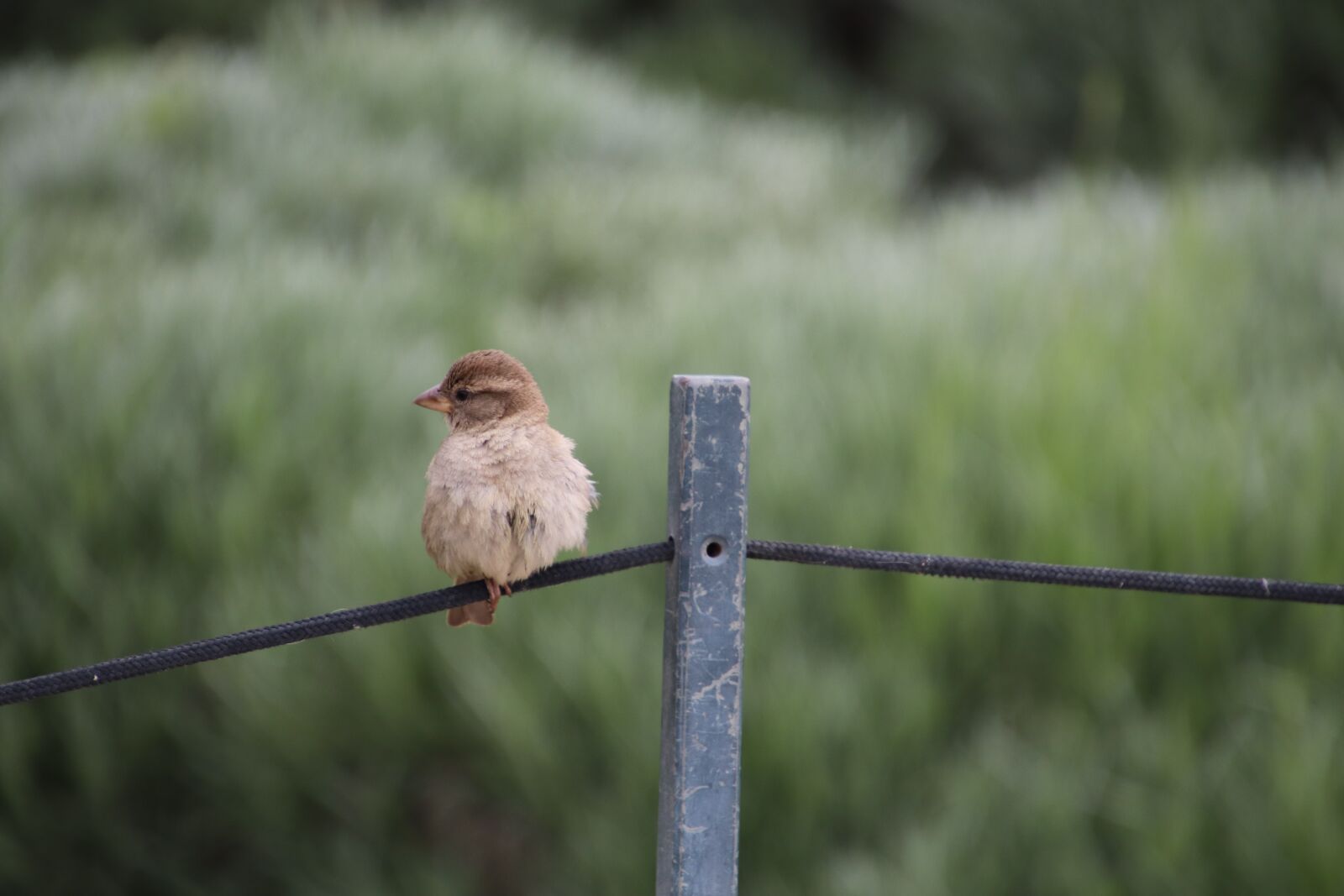 Canon EOS 800D (EOS Rebel T7i / EOS Kiss X9i) sample photo. Sparrow, young, chick photography