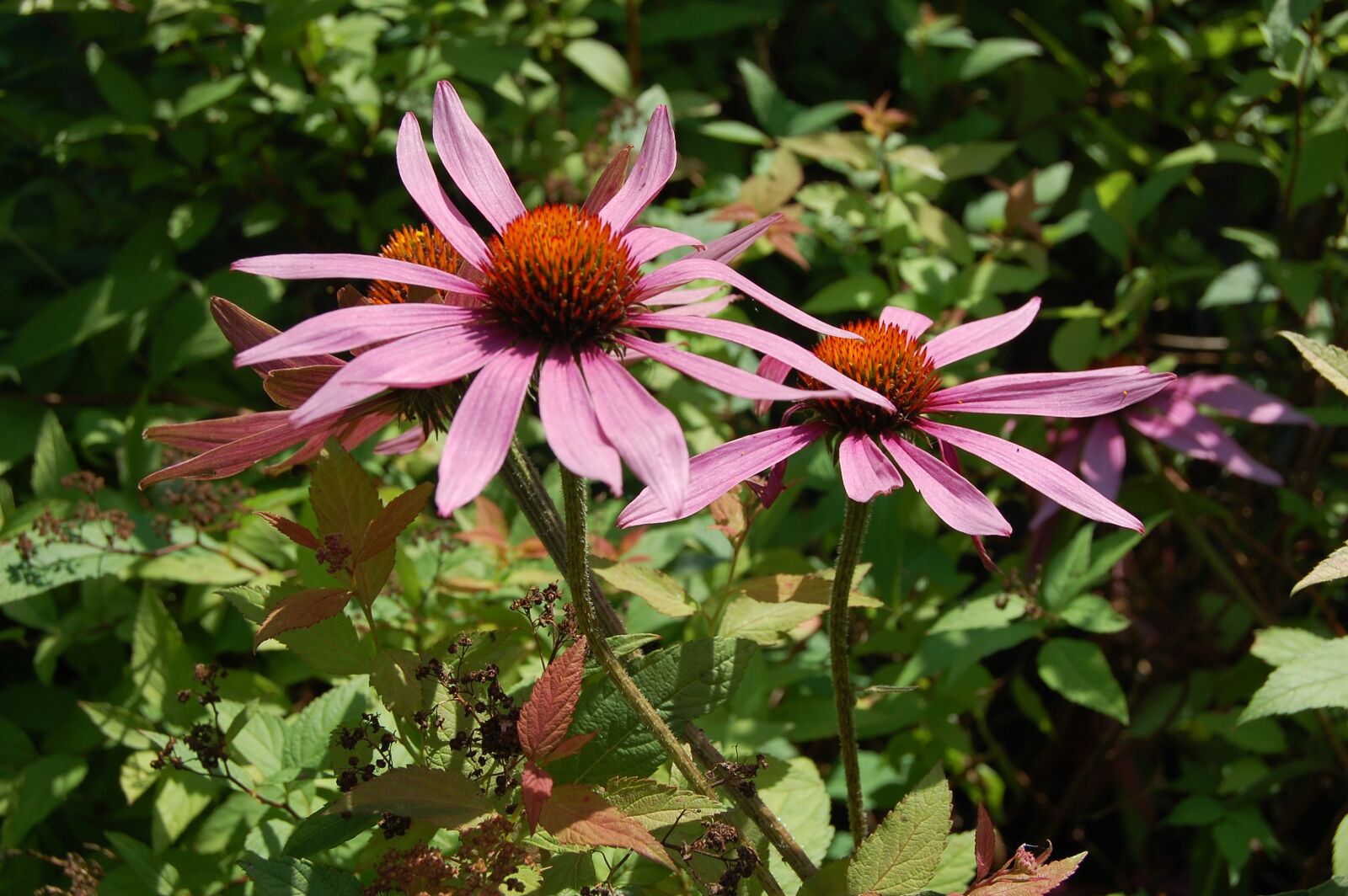 Nikon D40 sample photo. Flowers, garden, pink photography