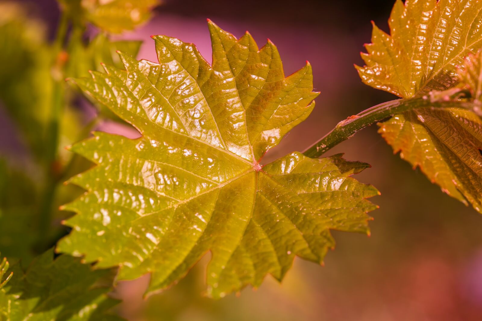 Canon EOS 5D sample photo. Wine, wine leaf, leaf photography