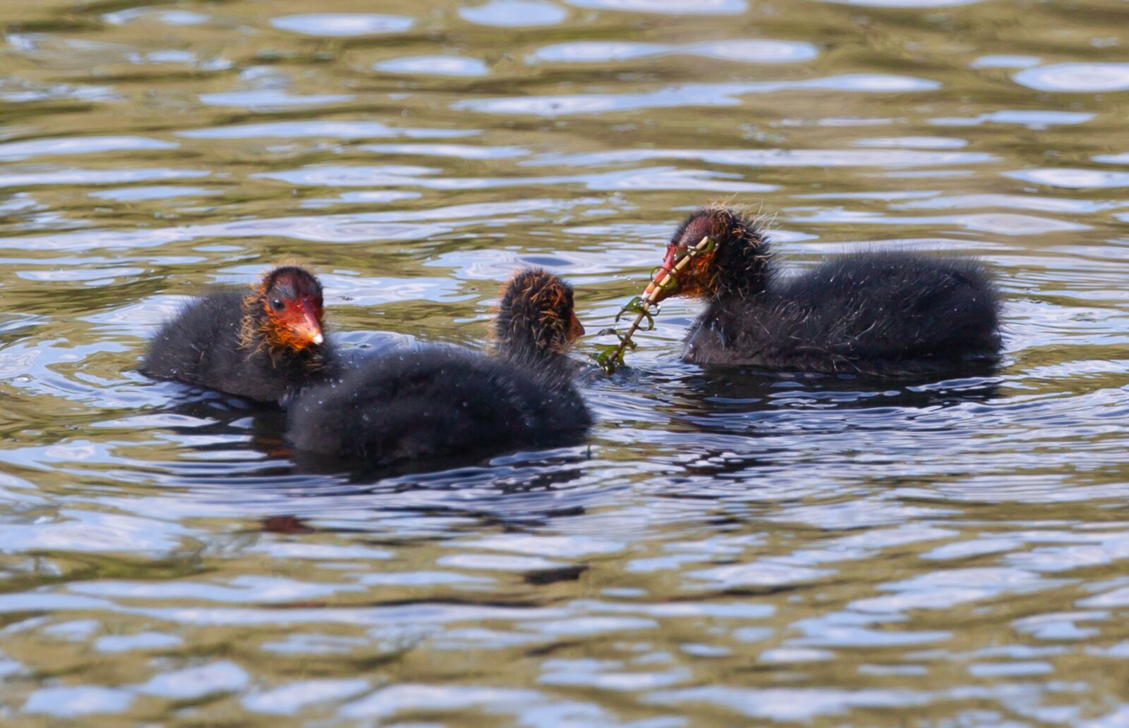 Canon EOS 5D Mark II + Canon EF 100-400mm F4.5-5.6L IS II USM sample photo. Coot chicks, ugly chicks photography
