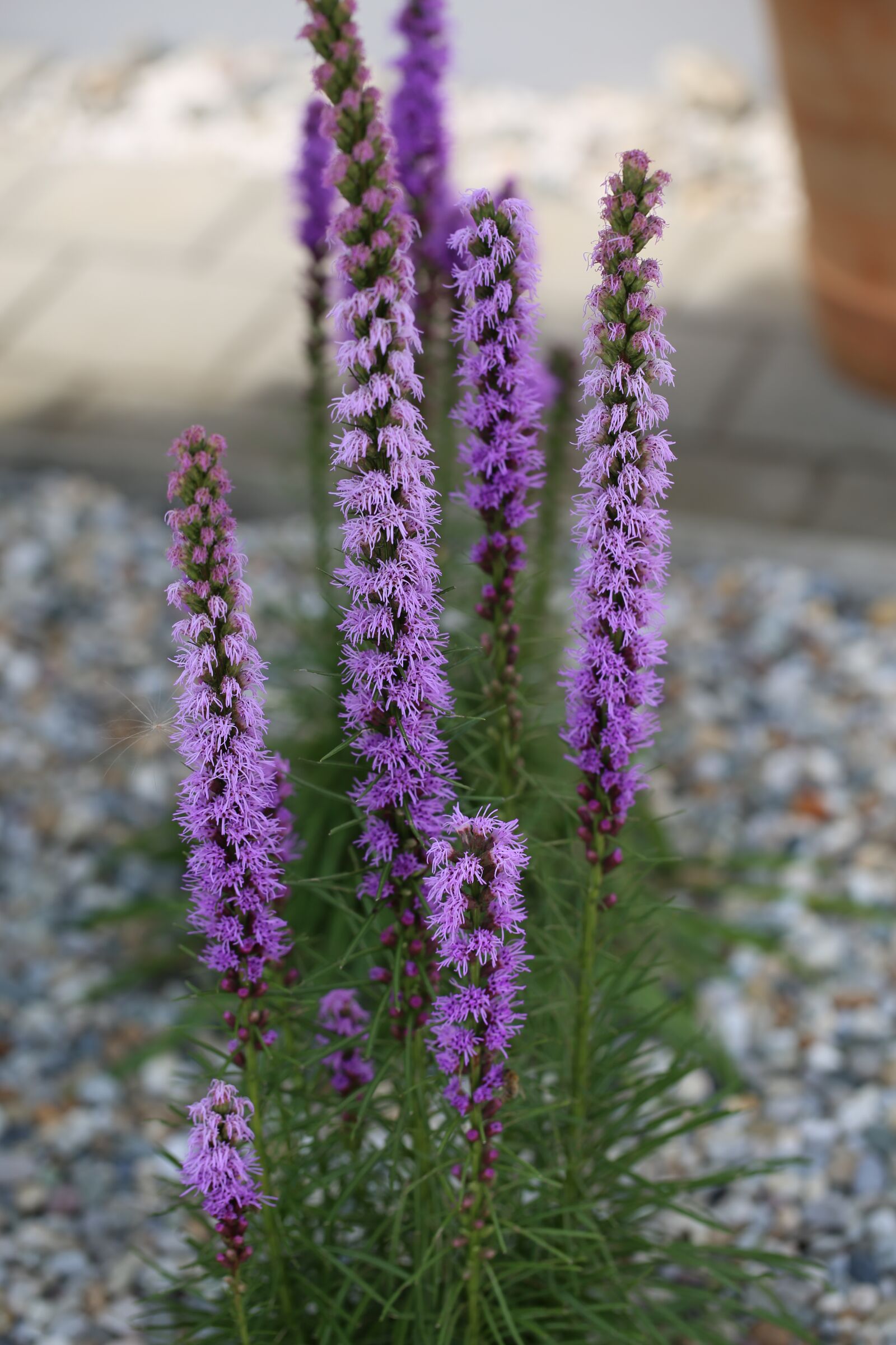 Canon EF 100mm F2.8L Macro IS USM sample photo. Blossom, bloom, plant photography
