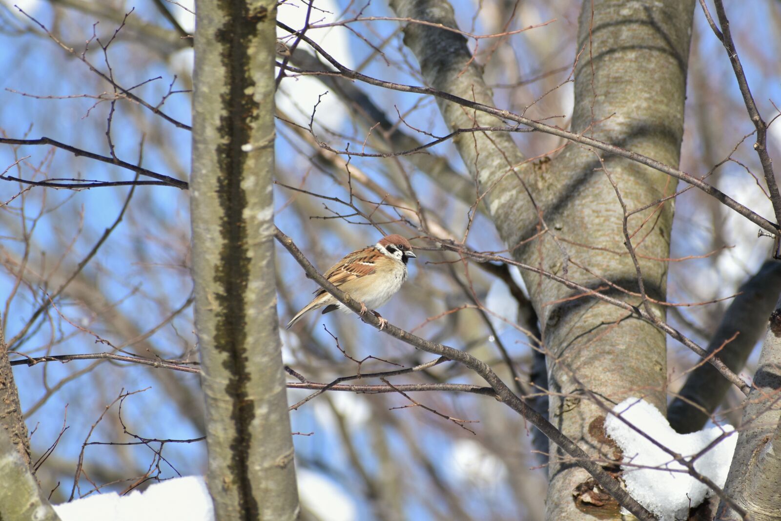 Nikon D7200 sample photo. Animal, forest, wood photography