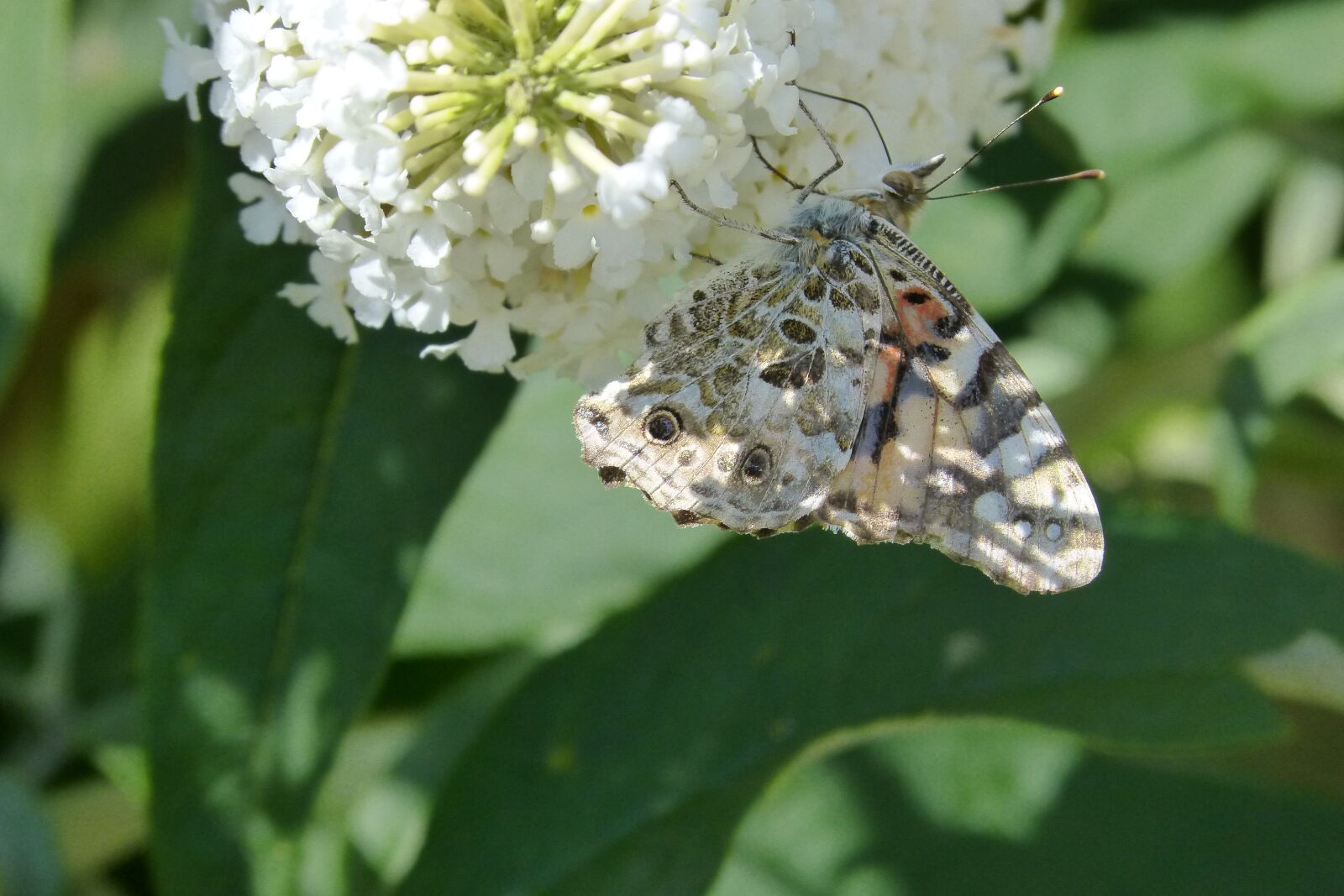 Panasonic DMC-FZ62 sample photo. Butterfly, nature, butterfly wings photography