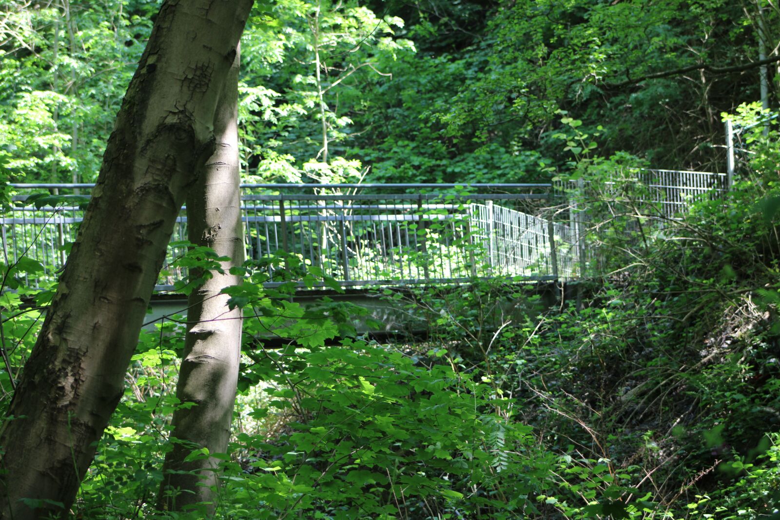 Canon EOS 2000D (EOS Rebel T7 / EOS Kiss X90 / EOS 1500D) sample photo. Bridge, nature, green photography