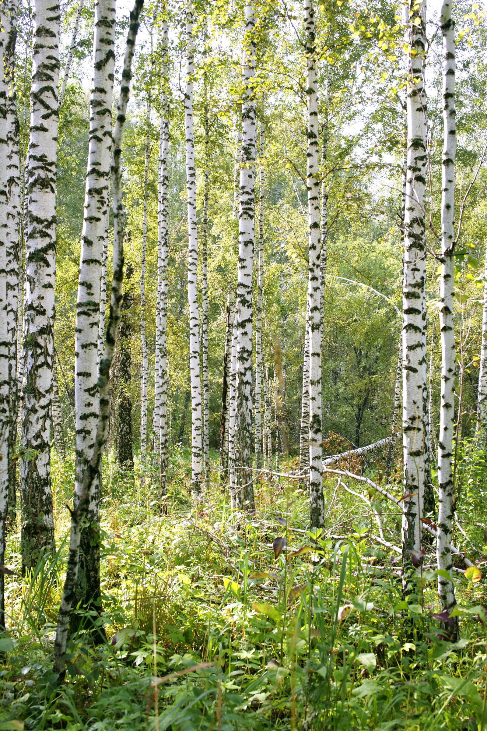 Sony Alpha DSLR-A850 sample photo. Birch, forest, nature photography