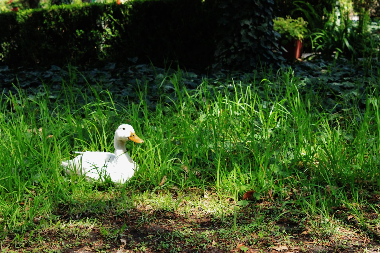Canon EOS 600D (Rebel EOS T3i / EOS Kiss X5) sample photo. Animal, duck, nature photography