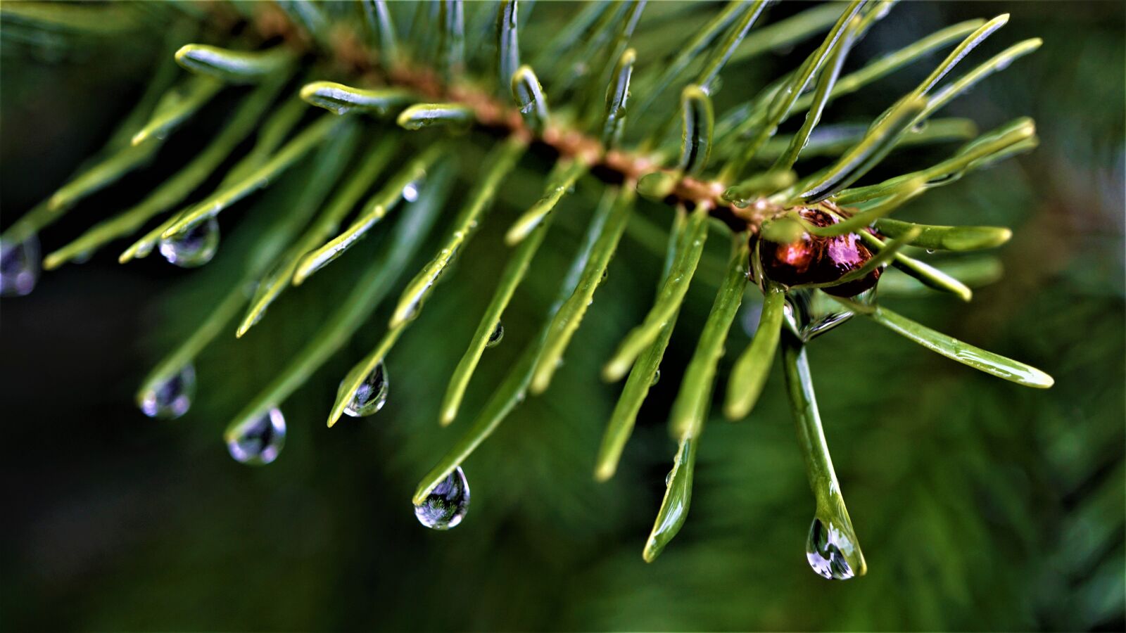 Sony E 30mm F3.5 Macro sample photo. Tannenzweig, drop of water photography