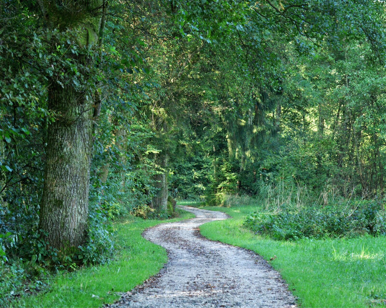 55.0-200.0mm f/4.0-f/5.6 sample photo. Away, forest path, trees photography